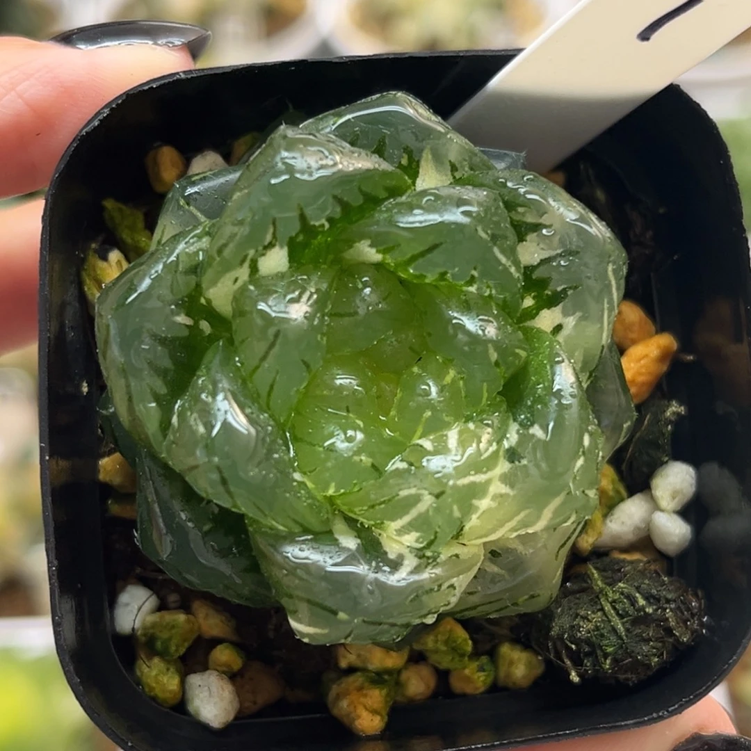 1大窗龙鳞玉露锦福利专场