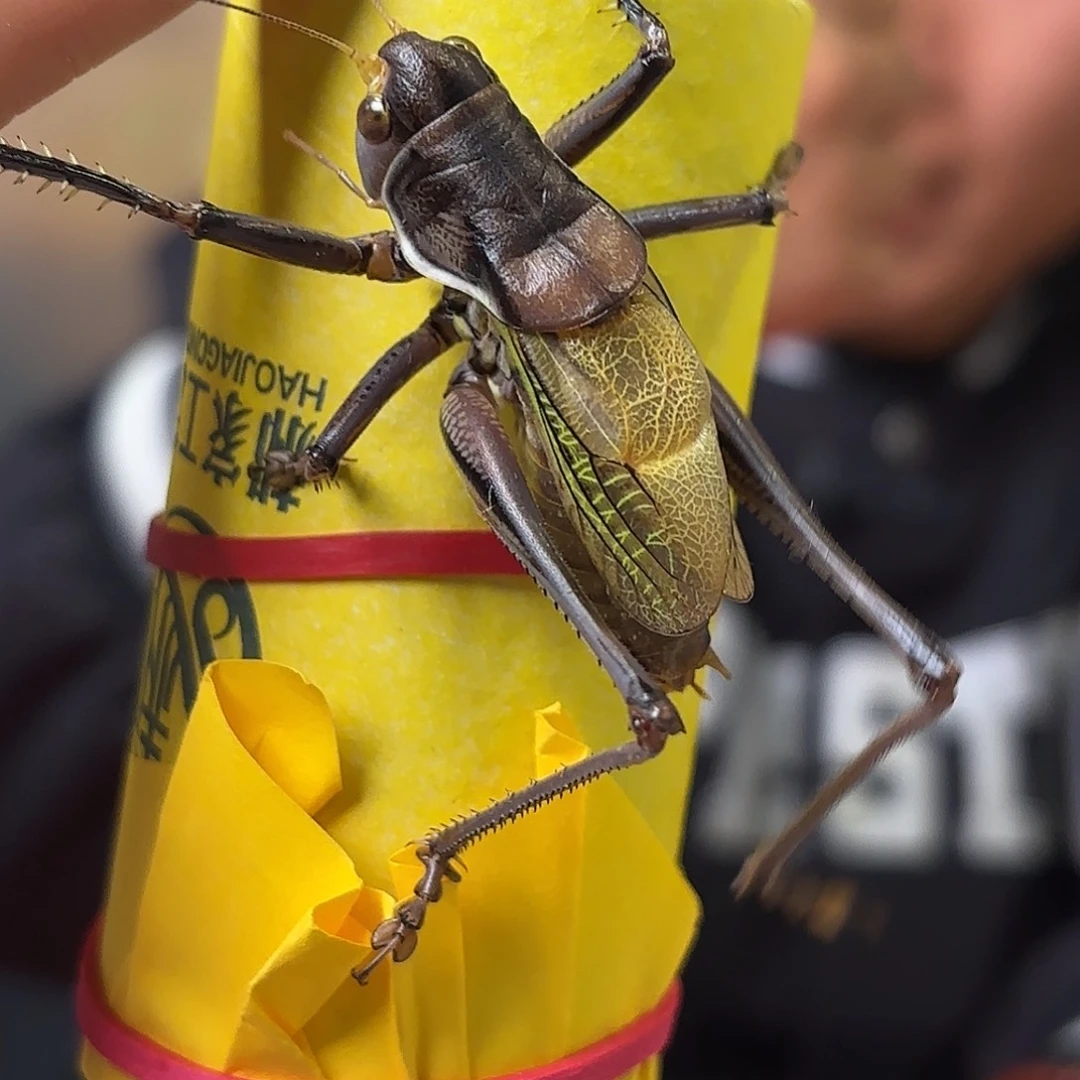 木***可蝈蝈蝈蝈福福价格