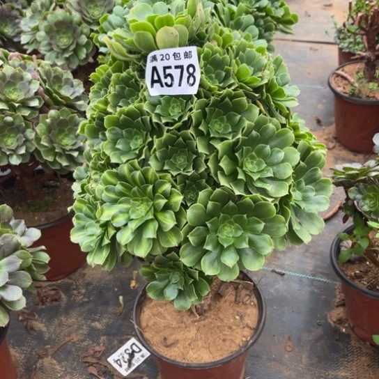 578绿羊绒不包断枝