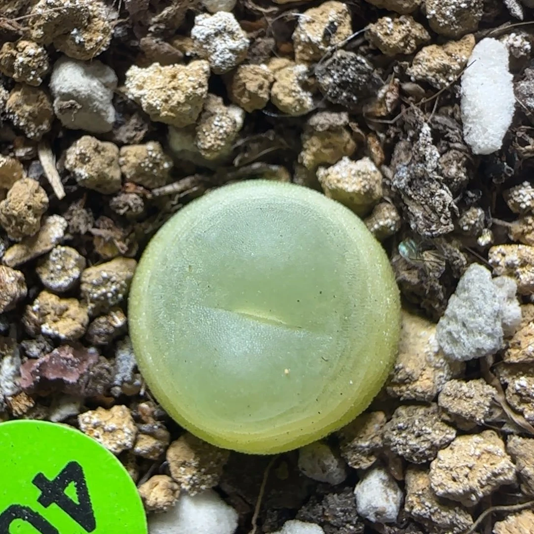 拉登1.1+多肉植物400