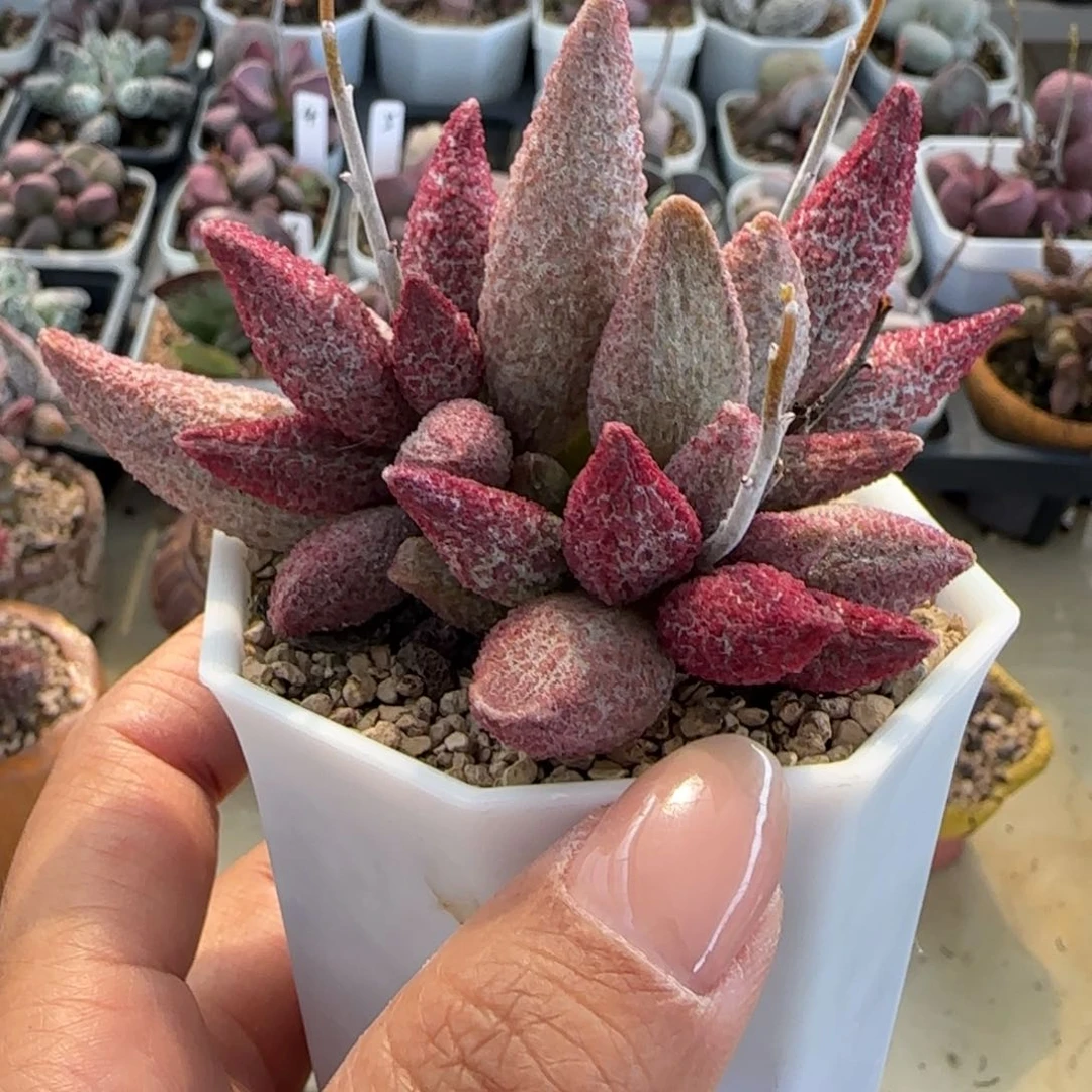 北**雨纯红哈墨杂。