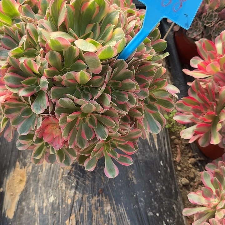 @***美1088女郎多肉哦哦哦哈哈哈