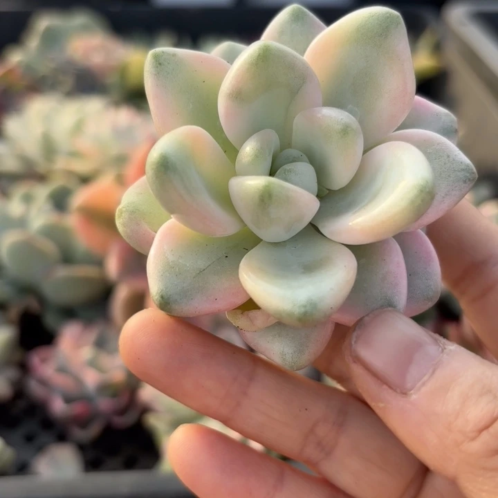 花斑鹿锦多肉植物满18包邮