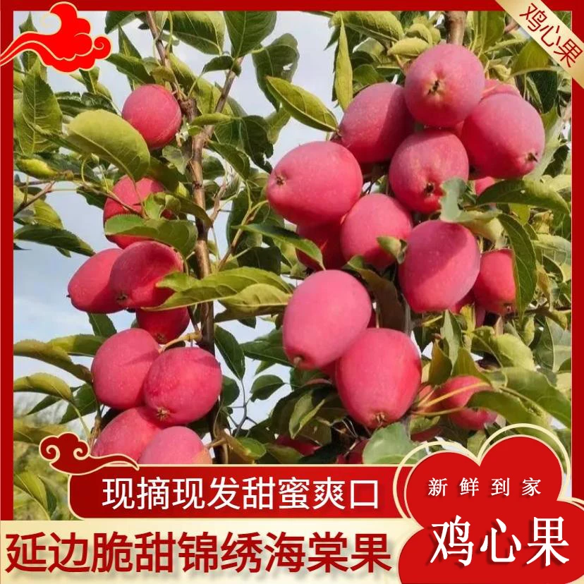东北延边鸡心果新鲜应季 现摘现发脆甜可口 礼盒包装特大果