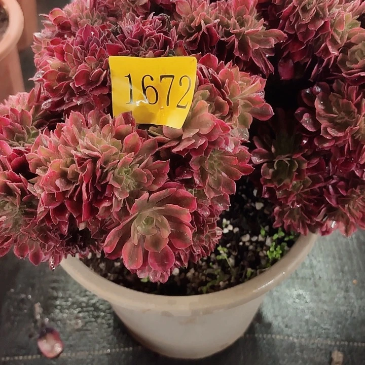 多肉植物福利1672