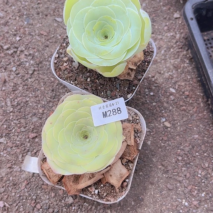 山地玫瑰多肉植物山地288