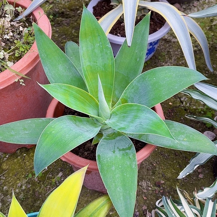 吉***意完全开放虎尾龙舌兰裸根