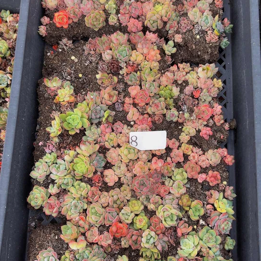 又***子多肉植物多肉植物8