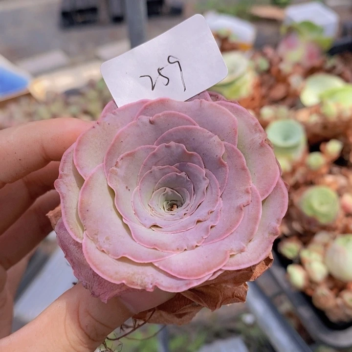 山地玫瑰粉色花朵蕾丝259