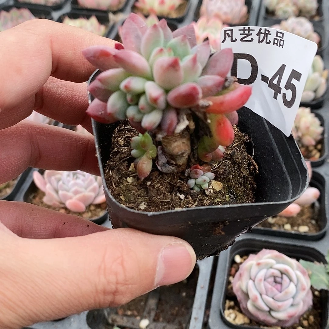 D45一物一拍满9.9包邮