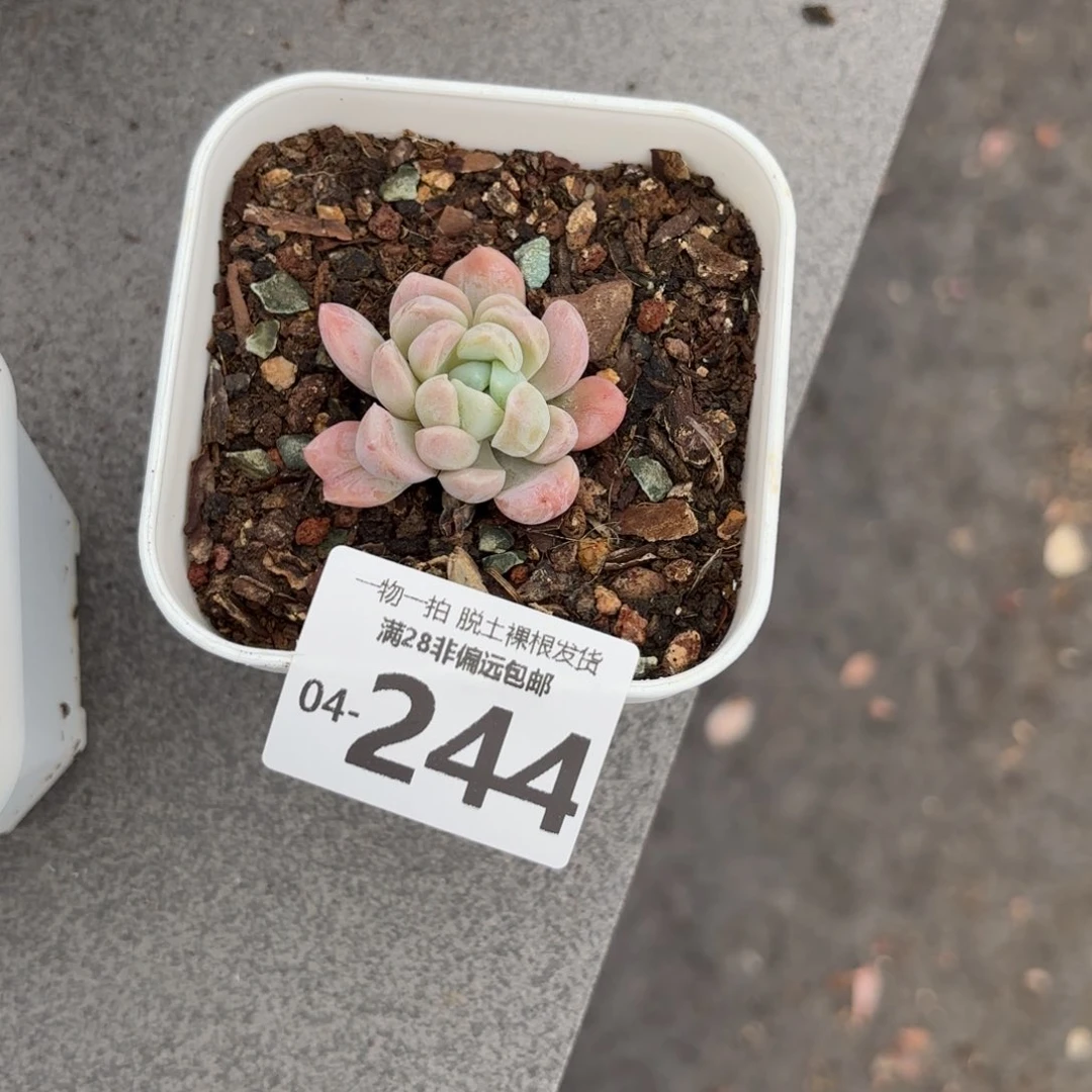 A****s石化月影多肉多肉多肉