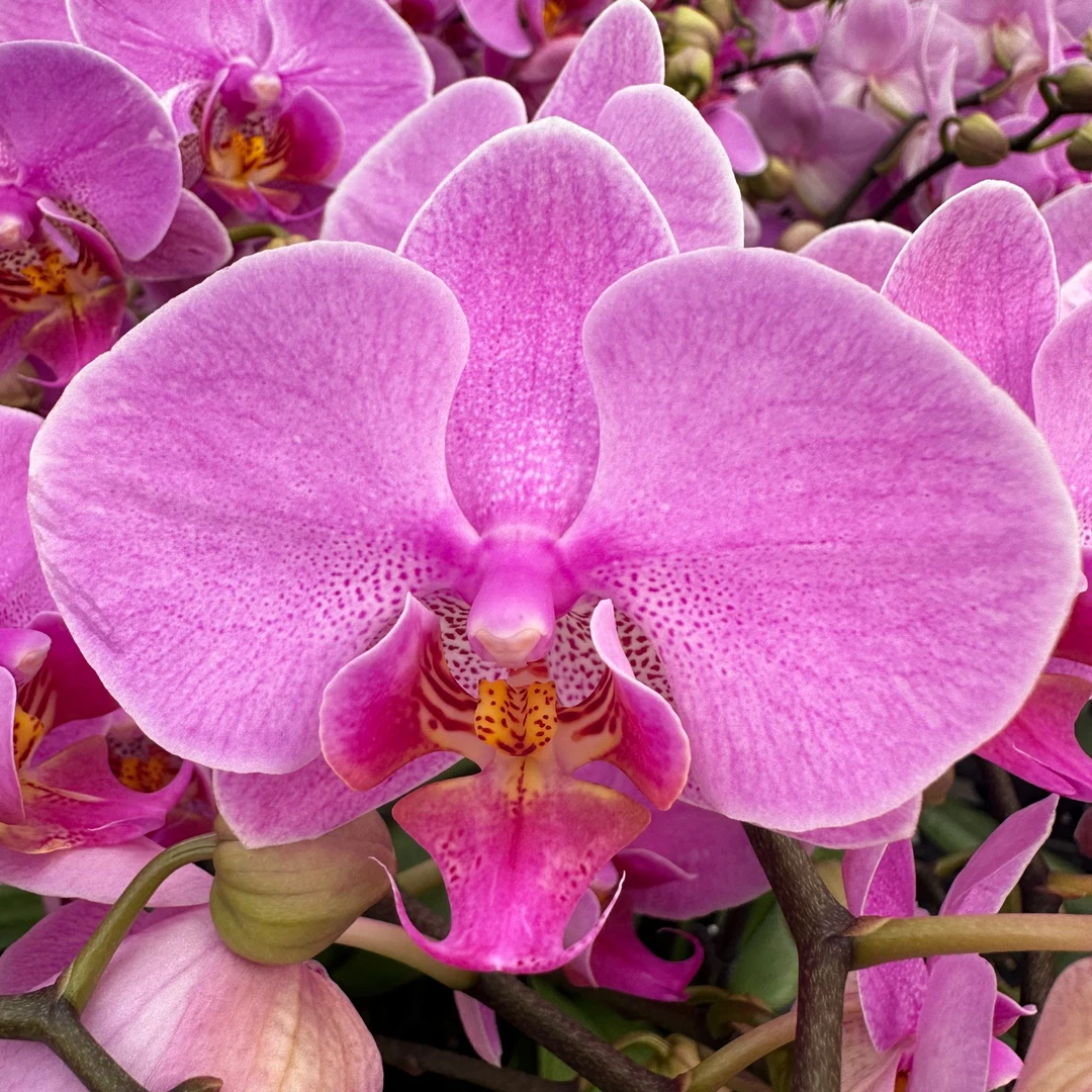 【明日之星】蝴蝶兰  高端绿植花卉粉色系耐看四季鲜花