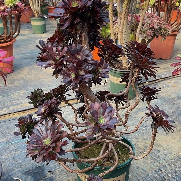 黑同法师一物一图2