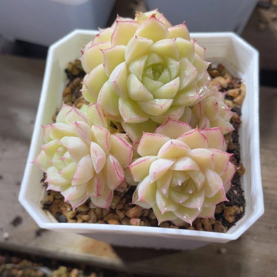 优选玫瑰花女王1849