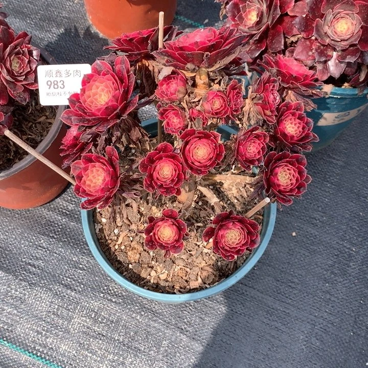 春***。983黑同多肉植物特价不售后