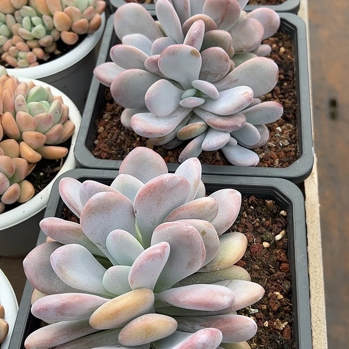 拉拉奶朵朵缀17厘米可挑