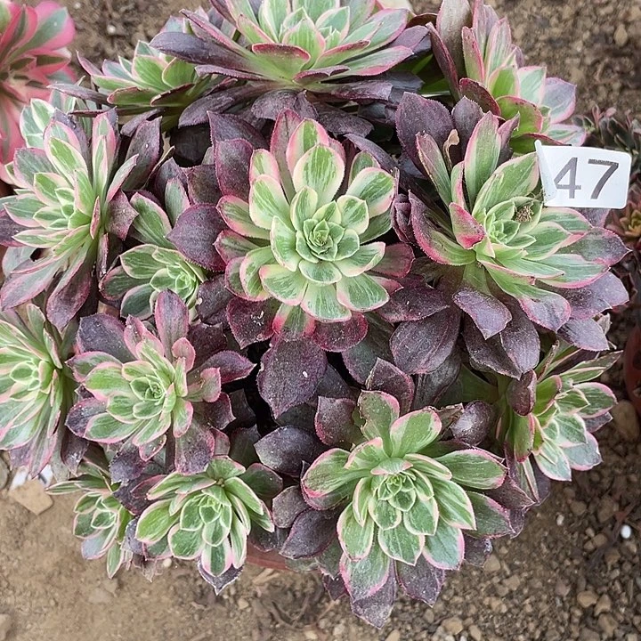 847万花筒对肉植物