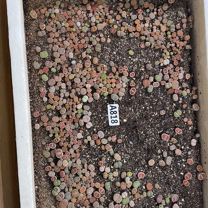 818生石花整筐脱土发货