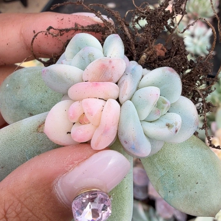 橙梦露锦腹欧你锦一刻