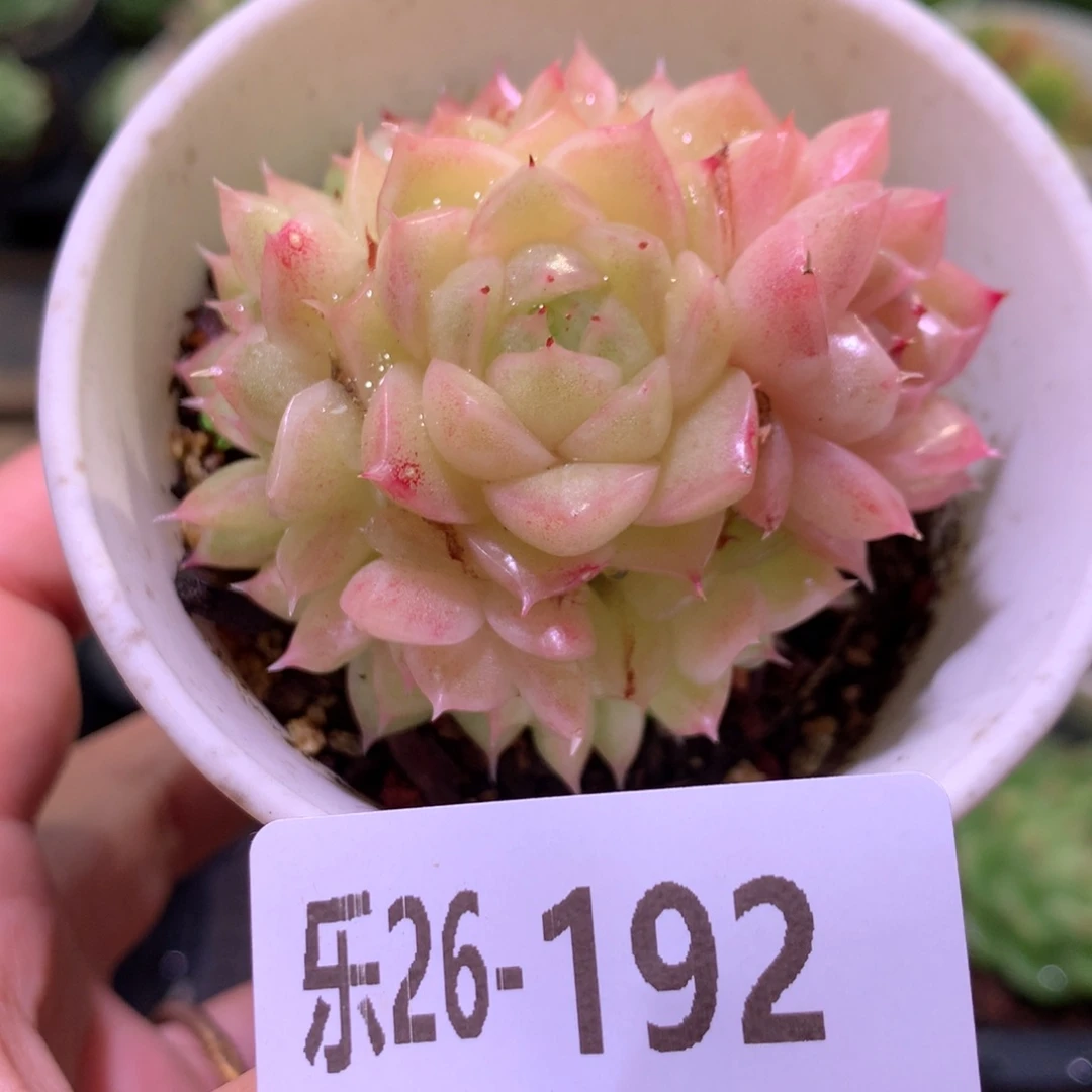 乐然26-192 麦秆群