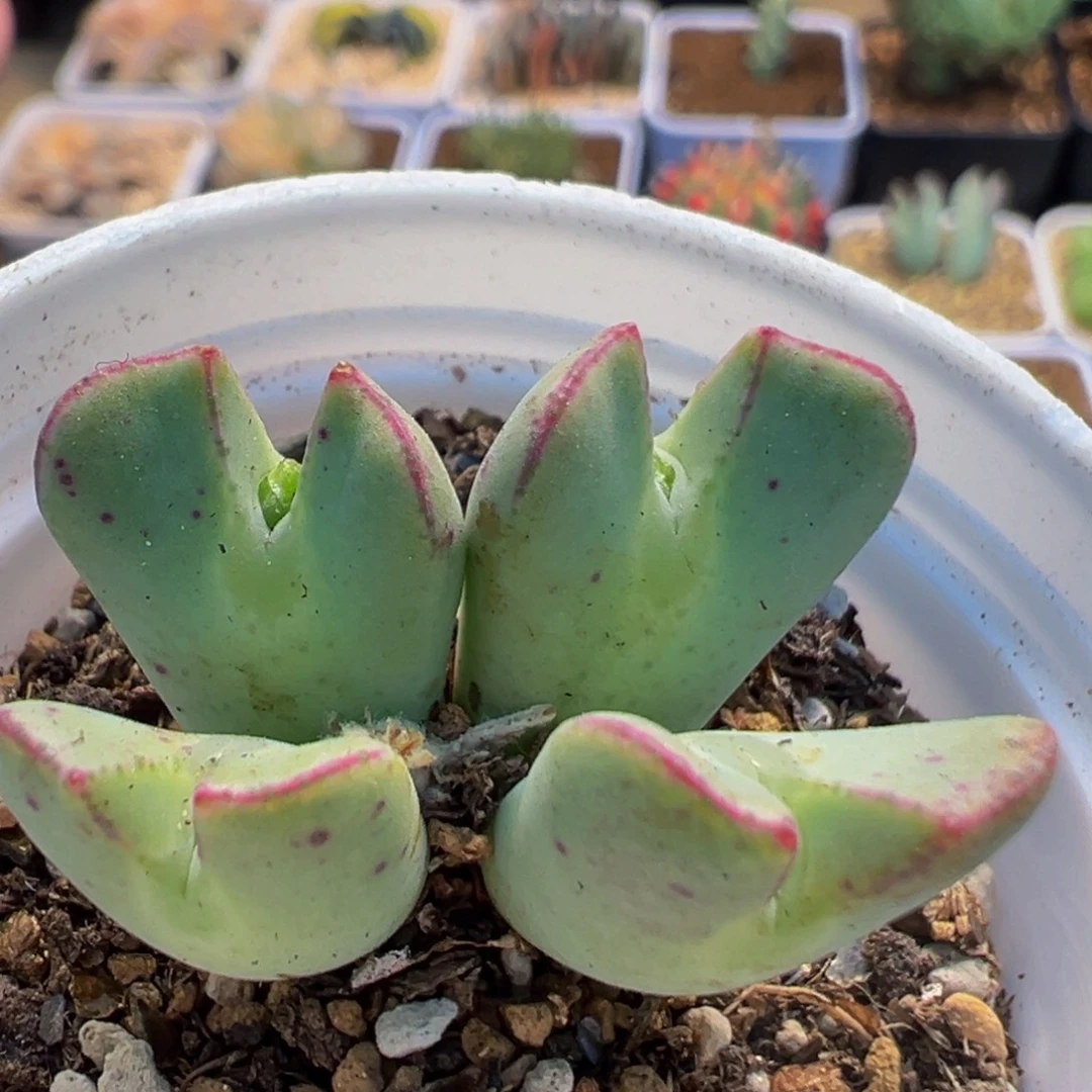 114多肉植物百科植物