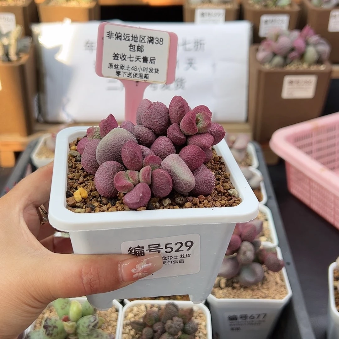 米****妈529夏娃多肉植物