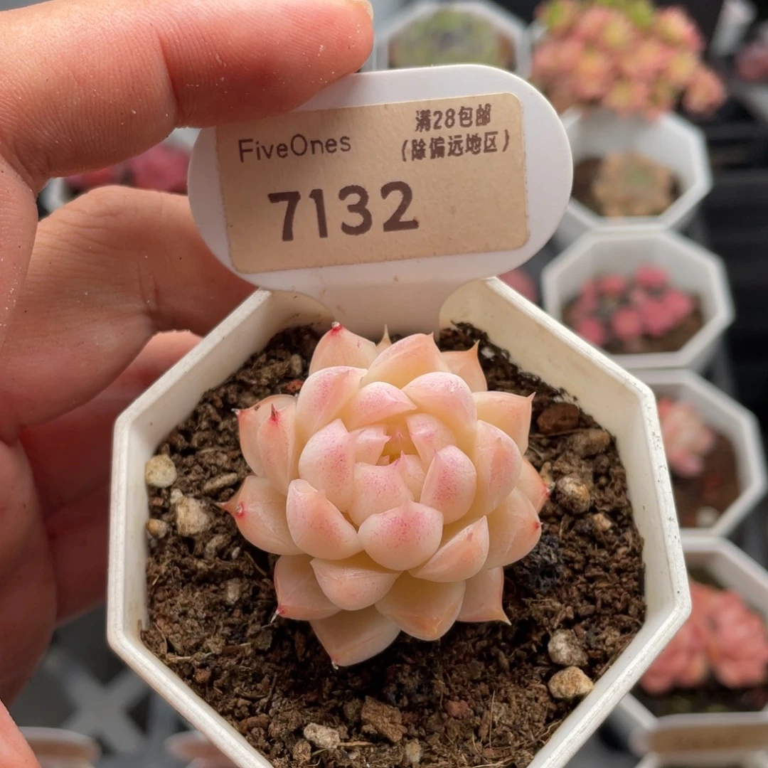 桃熏女王7132-4厘米