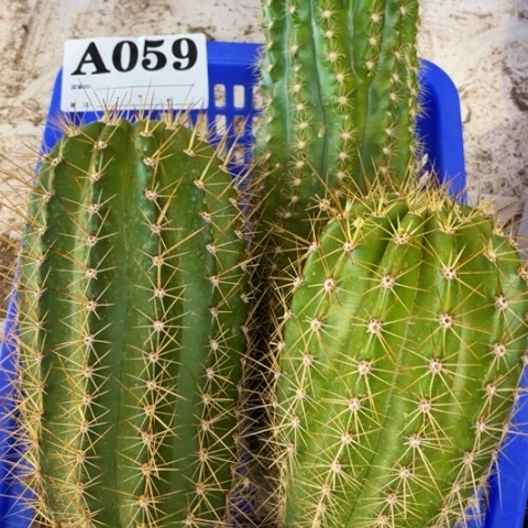 种子苗毛花柱a 059
