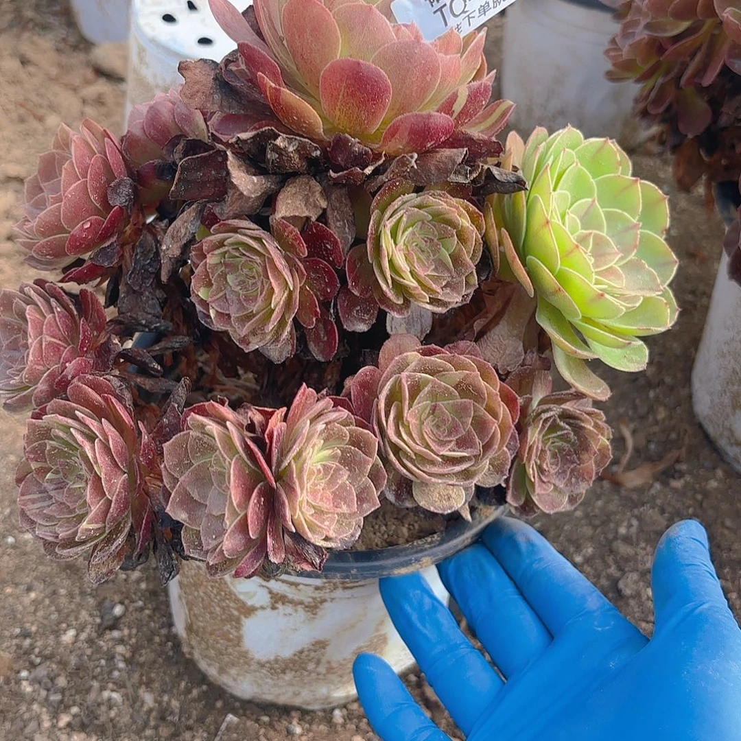 花月夜多肉植物四号351