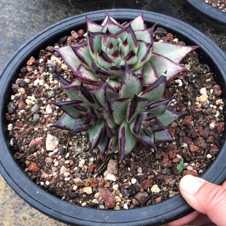 叶形好看3头群身福利00000000008