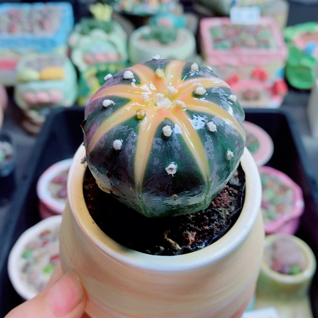 生石花花花哈哈哈哈哈哈707