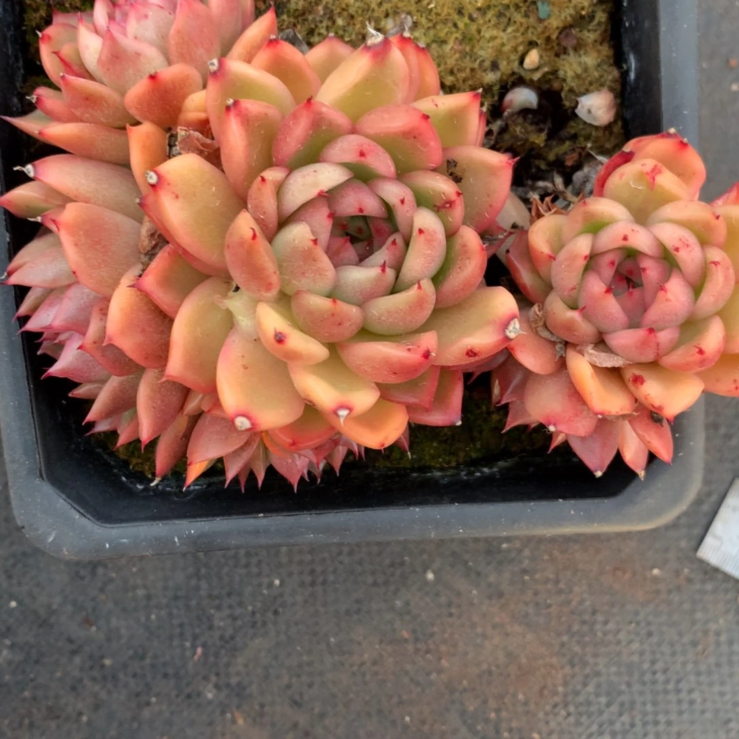 1215杂交精品基地12厘米