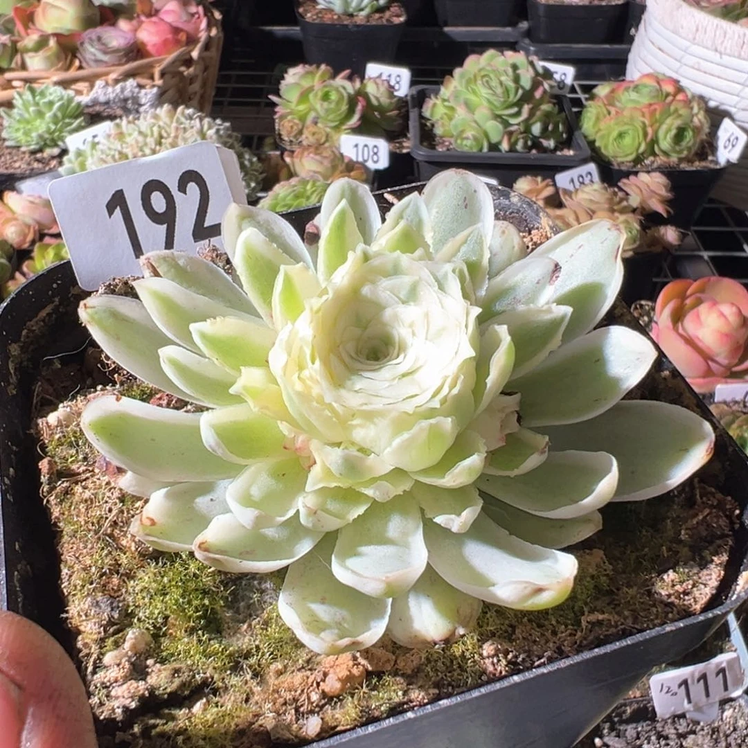 财*兔秋夕192山地玫瑰多肉