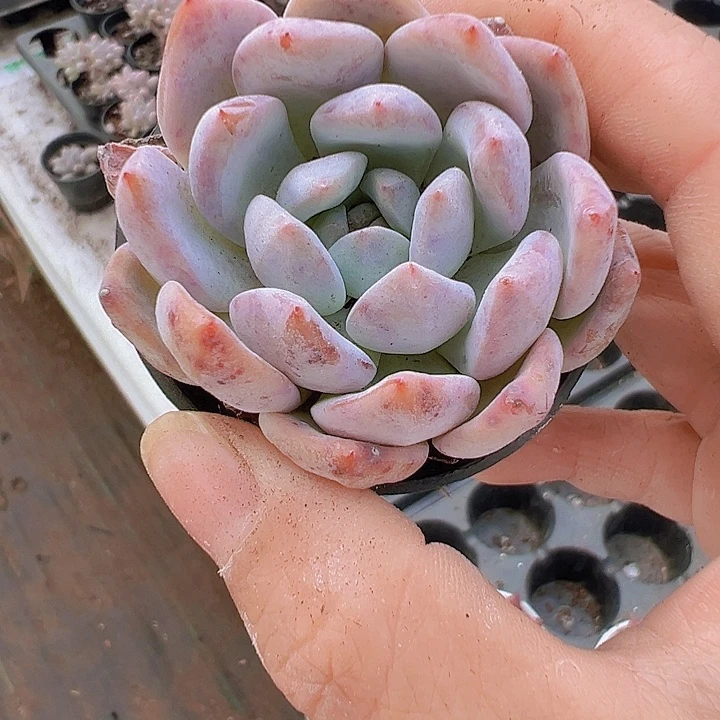 雪橙2颗19包邮多肉