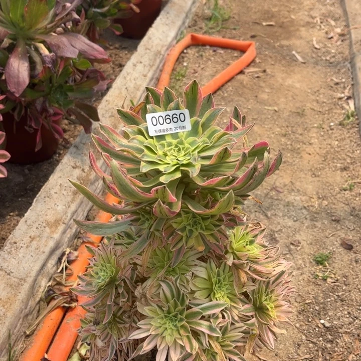 随*00660夕颜多肉植物