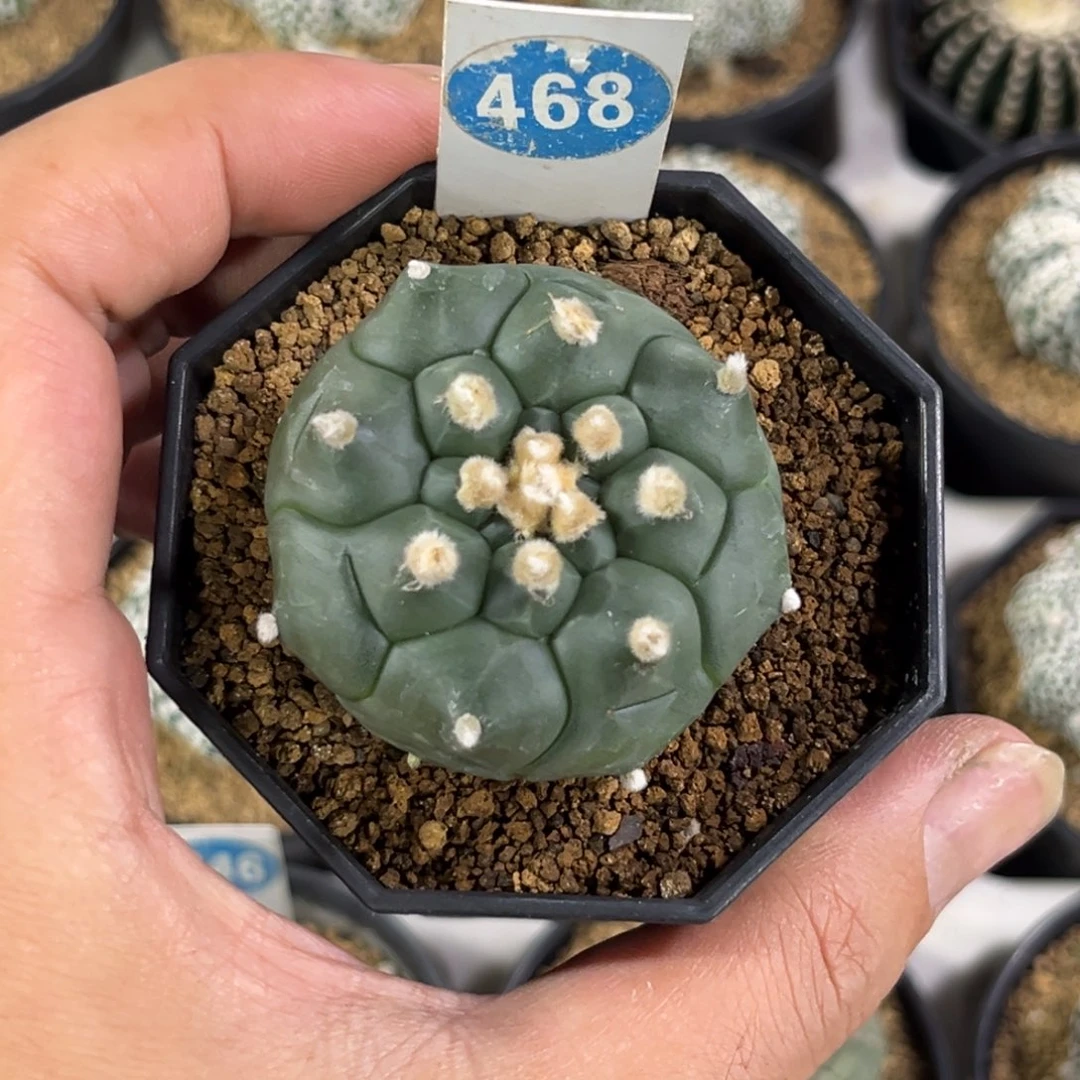 468实生龟甲兜带盆带土