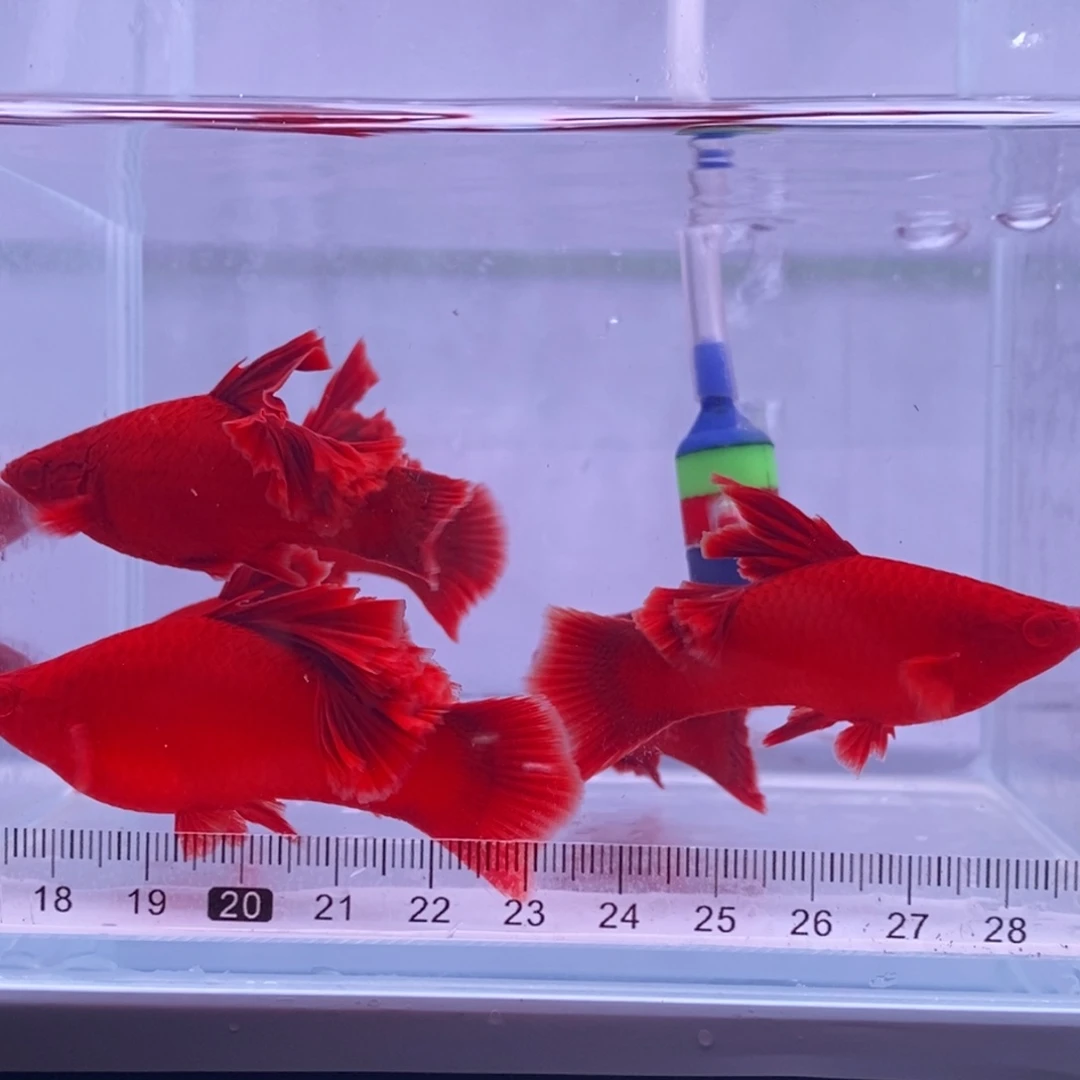 红剑鱼高鳍红剑成鱼2公4母