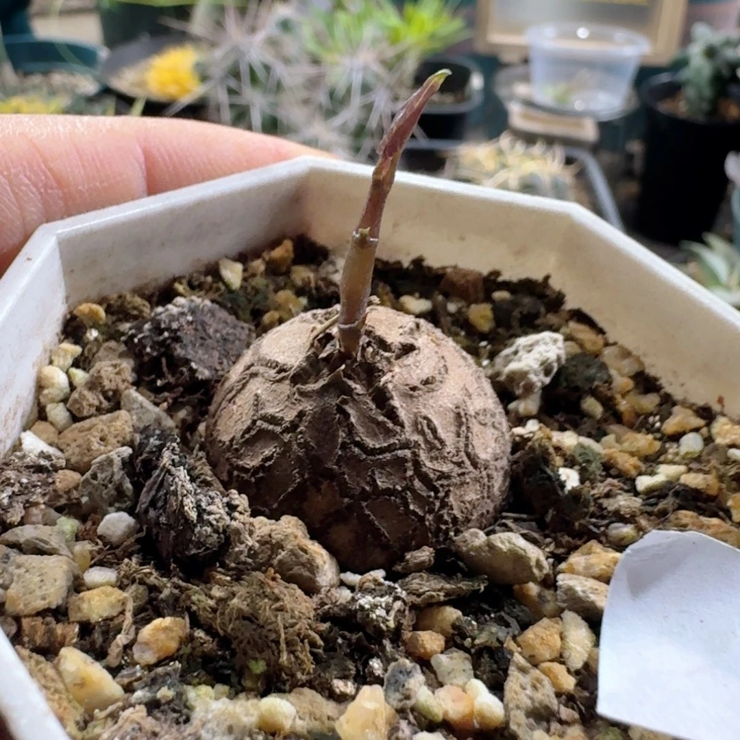 324南非龟甲龙带盆发货