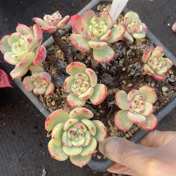 两单包邮，一物一拍275三文鱼