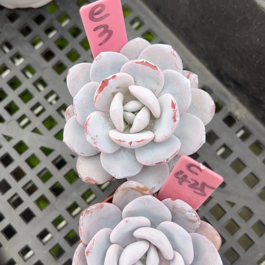 雪莲两颗单头多肉