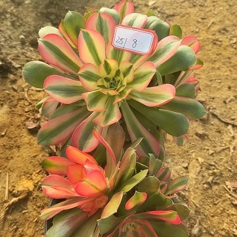 多肉植物香妃251号