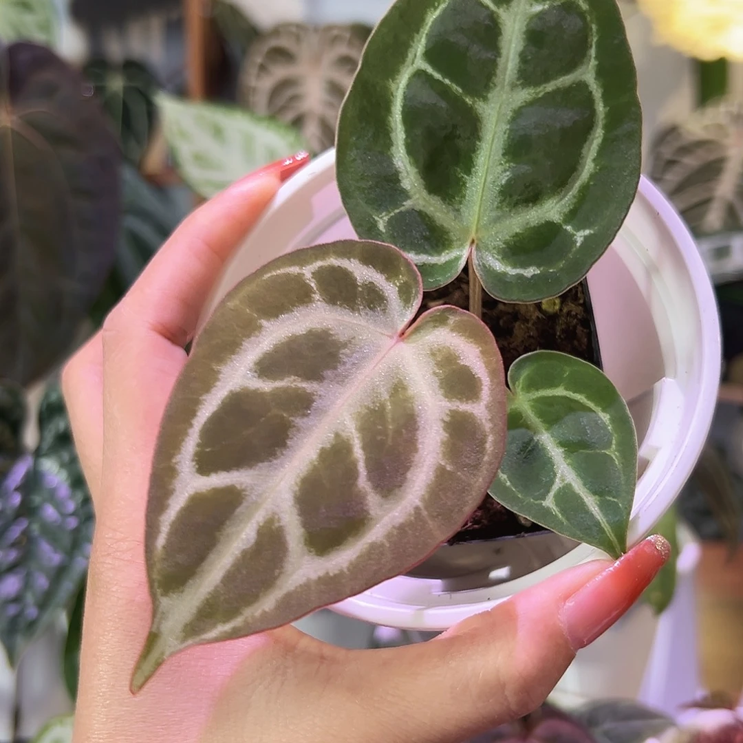 无花朵女团杂粉色面纱151