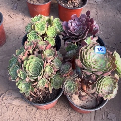 714多肉植物组合，