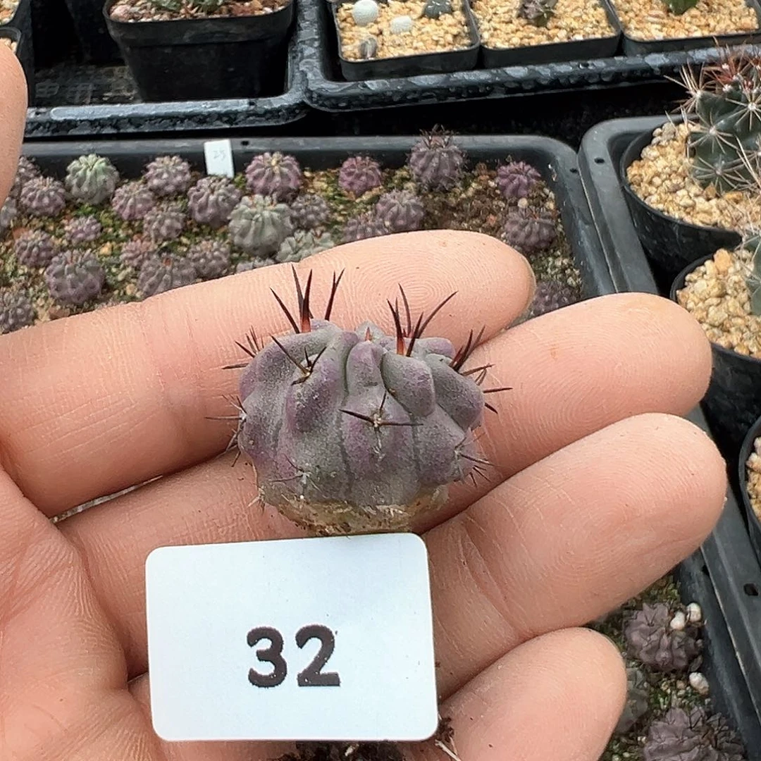 素妆玉，仙人球，实生，