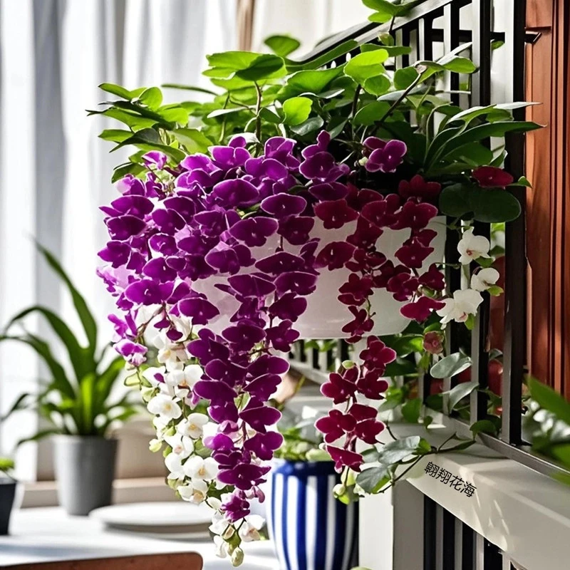 垂丝石斛兰浓香型花卉绿植耐寒植物家庭室内外盆栽四季开花好养护