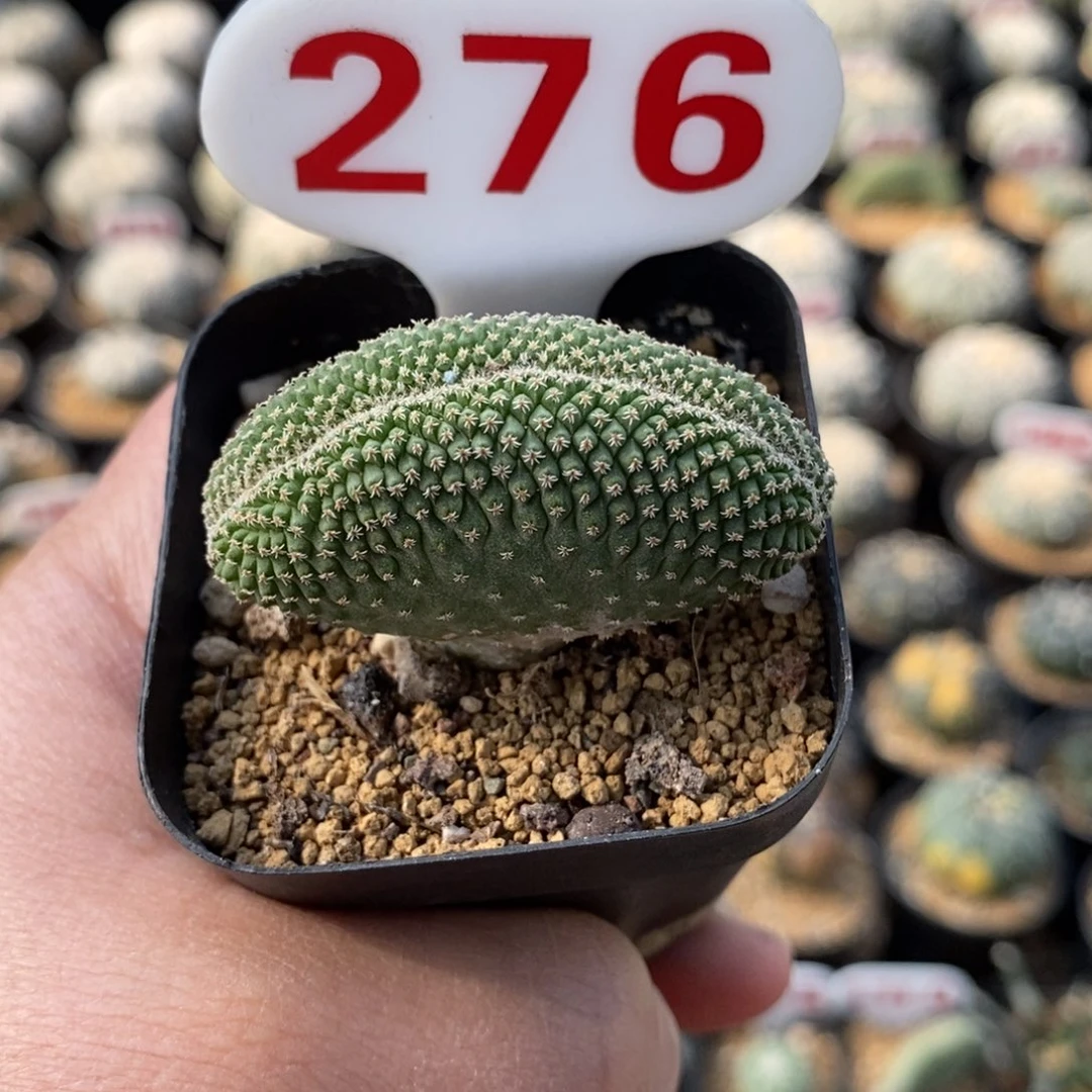 276菊水缀化福利