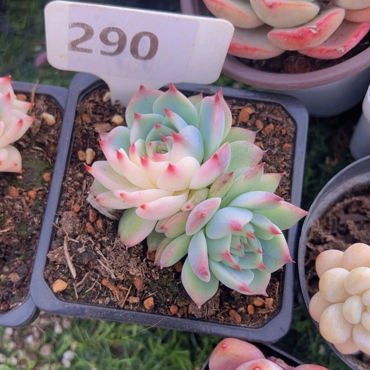 健健康康平平安安