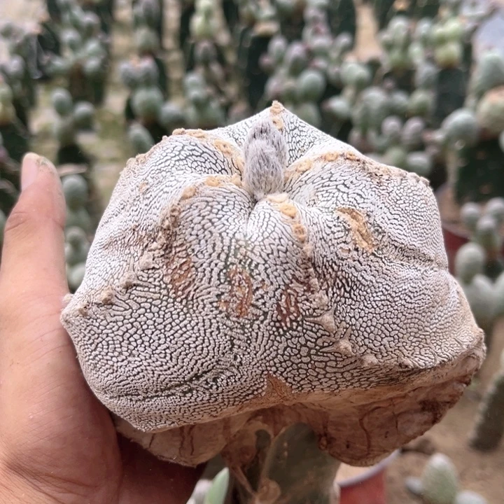 蒽冢鸾凤玉三角嫁接裂