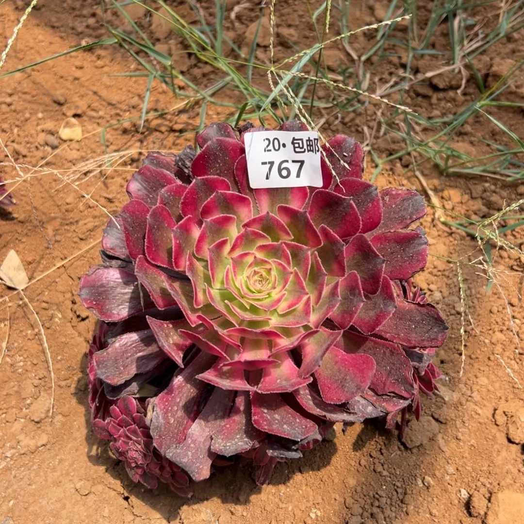 767红铜白变异，满20包邮