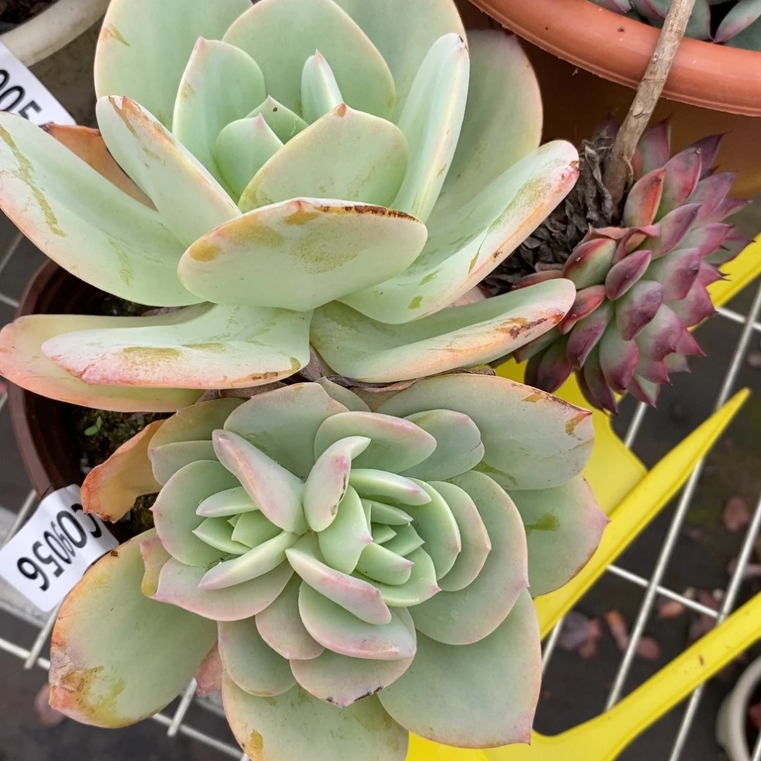 9056白凤一物一拍